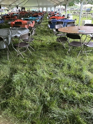 uncut grass